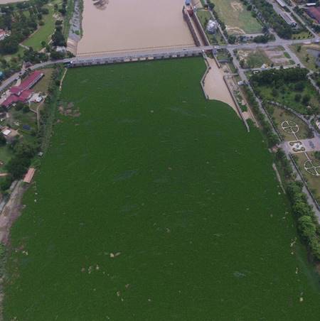 เร่งกำจัดผักตบชวา ลอยแน่นเขื่อนเจ้าพระยา กันน้ำท่วมภาคกลาง-กทม.