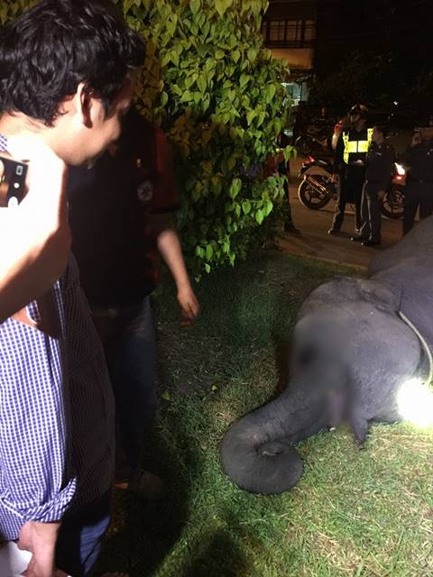 สลดใจ.. ช้างเร่ร่อน ถูกไฟฟ้าช็อตตาย กลางเมืองนครนายก