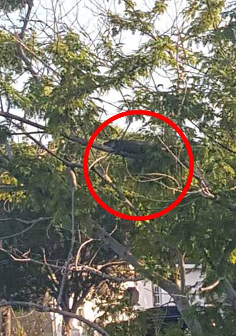 อะจ๊าก !! ชาวเมืองผวา ไอ้เข้ขึ้นจากน้ำ ปีนนอนบนต้นไม้สุดชิล