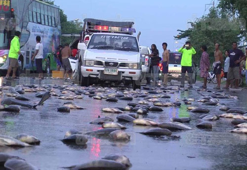 ชาวบ้านแห่ขโมยปลา หลังอุบัติเหตุรถขนปลาเสยรถเก๋ง