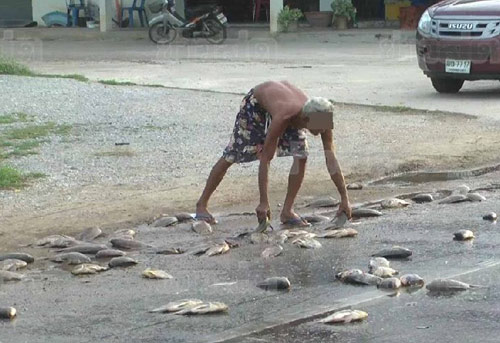 ชาวบ้านแห่ขโมยปลา หลังอุบัติเหตุรถขนปลาเสยรถเก๋ง