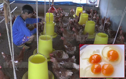 ฟาร์มผุดไอเดียเปิดธรรมะกล่อมแม่ไก่ ได้ไข่ฟองเบ้อเริ่ม