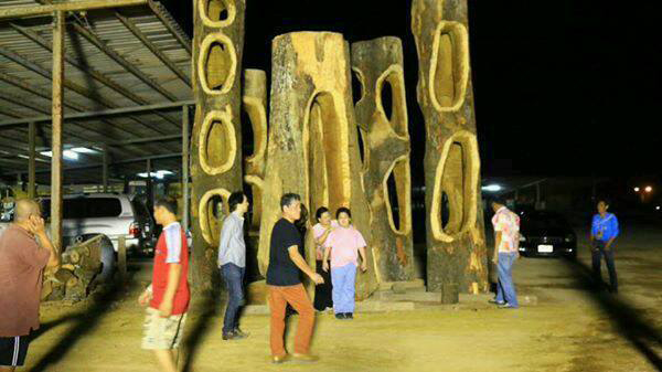 ชี้ตัดต้นมะหาด 