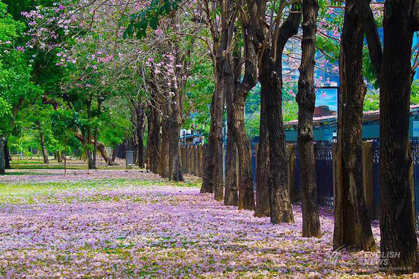 ชมภาพ... ดอกชมพูพันธุ์ทิพย์ บานสะพรั่งที่สวนจตุจักร งดงามมาก ๆ