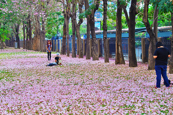 ชมภาพ... ดอกชมพูพันธุ์ทิพย์ บานสะพรั่งที่สวนจตุจักร งดงามมาก ๆ