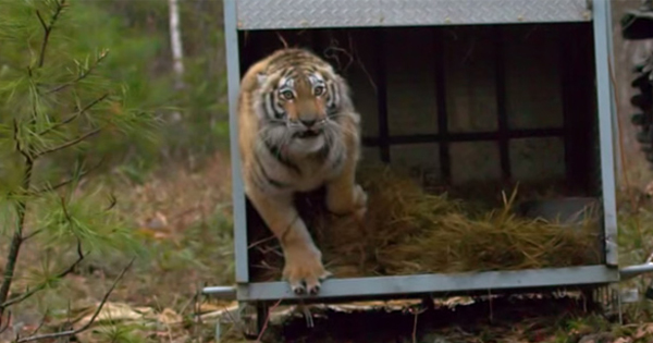 คลิป เมื่อ เสือโคร่งไซบีเรีย ได้กลับบ้าน มาดูวินาทีปล่อยคืนสู่ป่า