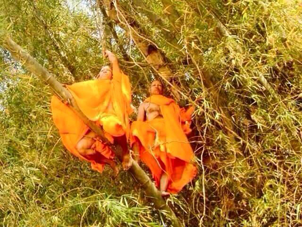 แชร์กันทั้งบาง ! ภาพหลวงพี่ติดบนต้นไผ่ เฉลยแล้วขึ้นไปทำอะไร