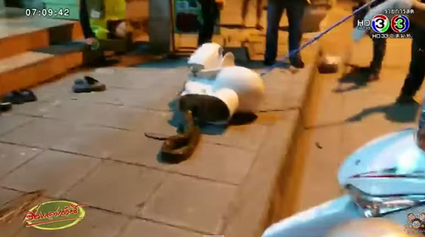 สาวเห็นก้อนดำในชักโครกคิดว่าอึ พอดูดี ๆ ถึงกับผงะ แม่เจ้าหัวงูเหลือมโผล่