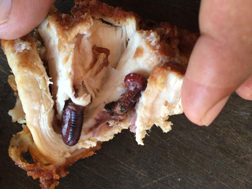 ผงะ...เจอกิ้งกือซุกในไก่ทอด ชาวเน็ตถามกลับ ยัดใส่เองหรือเปล่า ? ผงะ...เจอกิ้งกือซุกในไก่ทอด ชาวเน็ตถามกลับ ยัดใส่เองหรือเปล่า ?