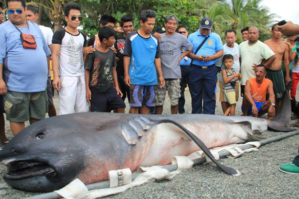 ชมภาพหายาก ฉลามปากยักษ์จากทะเลลึก เกยตื้นชายหาด