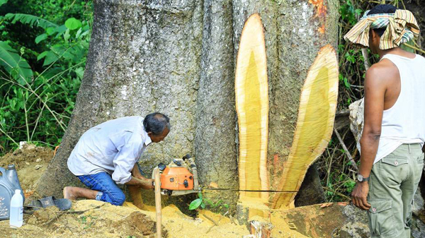 ชี้ตัดต้นมะหาด 