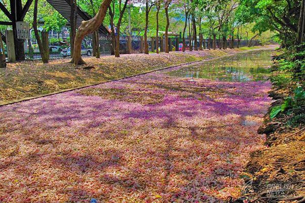 ชมภาพ... ดอกชมพูพันธุ์ทิพย์ บานสะพรั่งที่สวนจตุจักร งดงามมาก ๆ