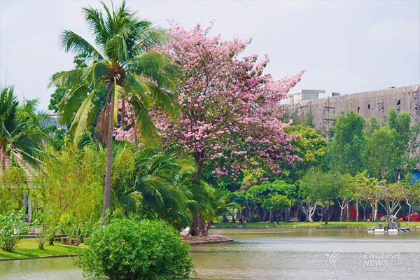 ชมภาพ... ดอกชมพูพันธุ์ทิพย์ บานสะพรั่งที่สวนจตุจักร งดงามมาก ๆ