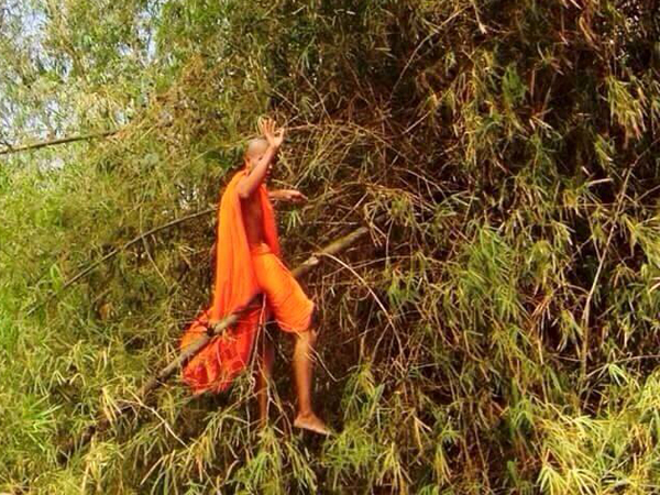 แชร์กันทั้งบาง ! ภาพหลวงพี่ติดบนต้นไผ่ เฉลยแล้วขึ้นไปทำอะไร