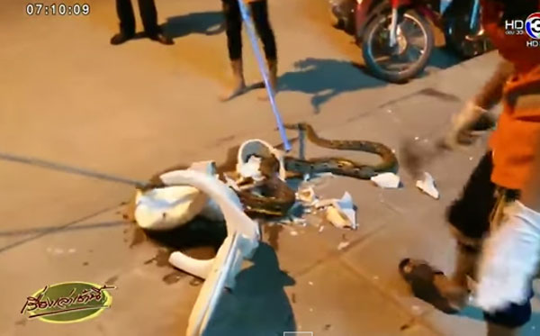 สาวเห็นก้อนดำในชักโครกคิดว่าอึ พอดูดี ๆ ถึงกับผงะ แม่เจ้าหัวงูเหลือมโผล่