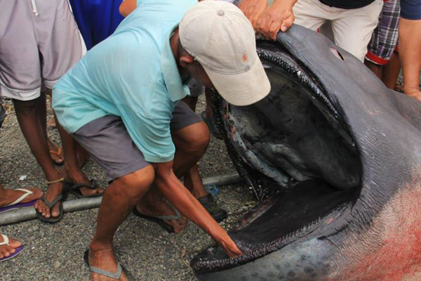 ชมภาพหายาก ฉลามปากยักษ์จากทะเลลึก เกยตื้นชายหาด