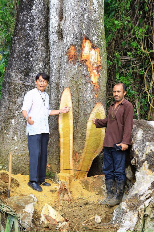 ชี้ตัดต้นมะหาด 