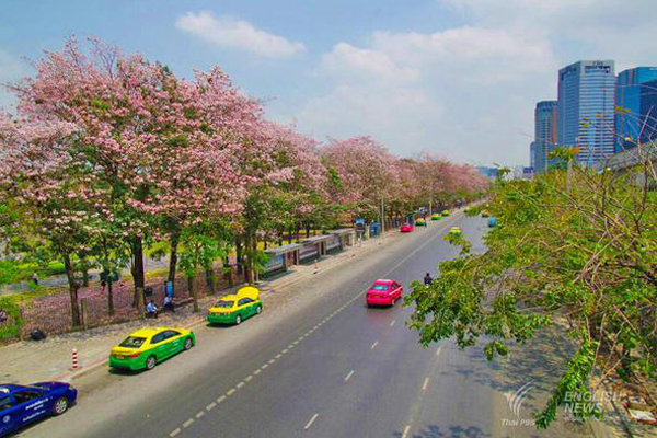 ชมภาพ... ดอกชมพูพันธุ์ทิพย์ บานสะพรั่งที่สวนจตุจักร งดงามมาก ๆ