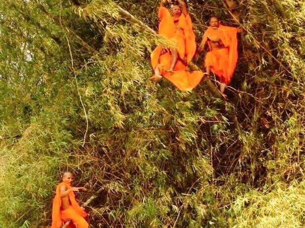 แชร์กันทั้งบาง ! ภาพหลวงพี่ติดบนต้นไผ่ เฉลยแล้วขึ้นไปทำอะไร