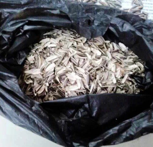 ครูดัดนิสัยนักเรียน ให้แทะเมล็ดทานตะวันกว่า 50 กก. ฐานกินขนมในห้อง ครูดัดนิสัยนักเรียน ให้แทะเมล็ดทานตะวันกว่า 50 กก. ฐานกินขนมในห้อง