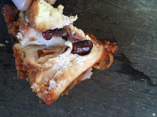 ผงะ...เจอกิ้งกือซุกในไก่ทอด ชาวเน็ตถามกลับ ยัดใส่เองหรือเปล่า ? ผงะ...เจอกิ้งกือซุกในไก่ทอด ชาวเน็ตถามกลับ ยัดใส่เองหรือเปล่า ?