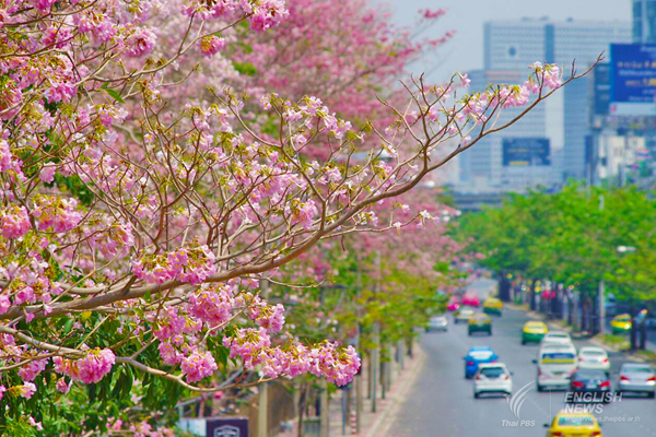 ชมภาพ... ดอกชมพูพันธุ์ทิพย์ บานสะพรั่งที่สวนจตุจักร งดงามมาก ๆ