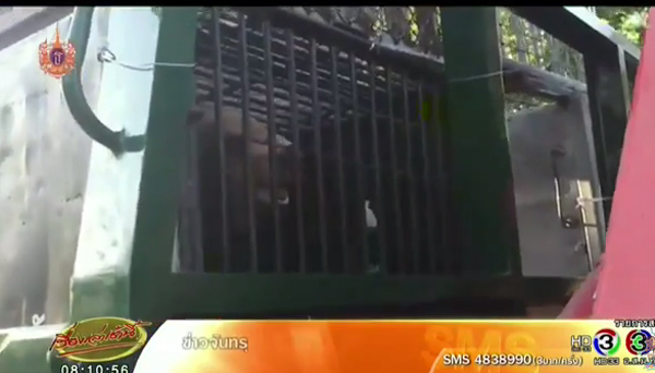 บุกยึดหมีควาย 6 ตัว ที่วัดป่าชื่อดัง เจ้าอาวาสนำทัพสงฆ์-ลูกศิษย์ปิดขวางทางออก