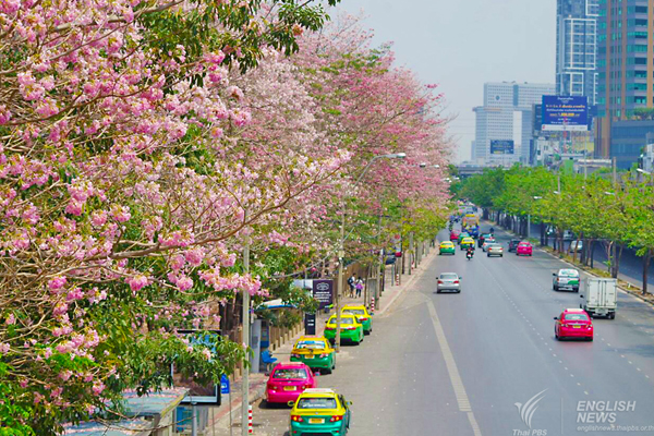 ชมภาพ... ดอกชมพูพันธุ์ทิพย์ บานสะพรั่งที่สวนจตุจักร งดงามมาก ๆ