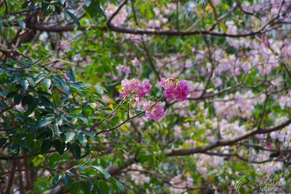 ชมภาพ... ดอกชมพูพันธุ์ทิพย์ บานสะพรั่งที่สวนจตุจักร งดงามมาก ๆ