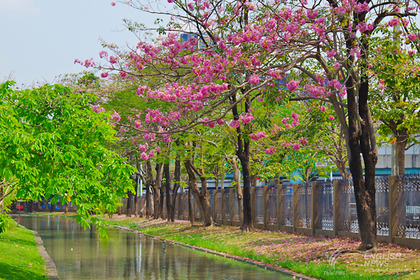 ชมภาพ... ดอกชมพูพันธุ์ทิพย์ บานสะพรั่งที่สวนจตุจักร งดงามมาก ๆ