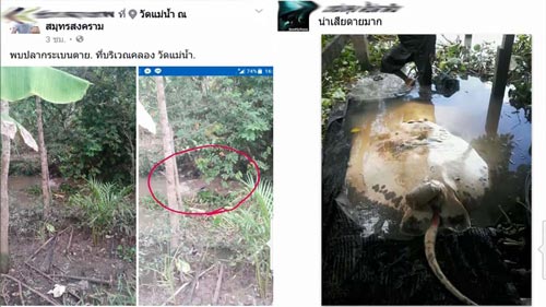 ปลากระเบนราหูลอย