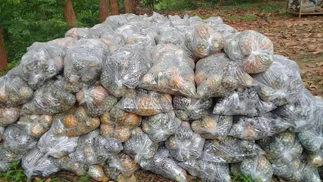 กรมพัฒนาที่ดิน รับซื้อสับปะรดเกษตรกร 305 ตัน ผลิตน้ำหมักชีวภาพ พด.2 ...