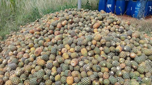 กรมพัฒนาที่ดิน รับซื้อสับปะรดเกษตรกร 305 ตัน ผลิตน้ำหมักชีวภาพ พด.2 ...