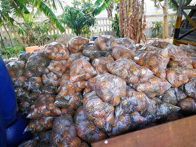 กรมพัฒนาที่ดิน รับซื้อสับปะรดเกษตรกร 305 ตัน ผลิตน้ำหมักชีวภาพ พด.2 ...