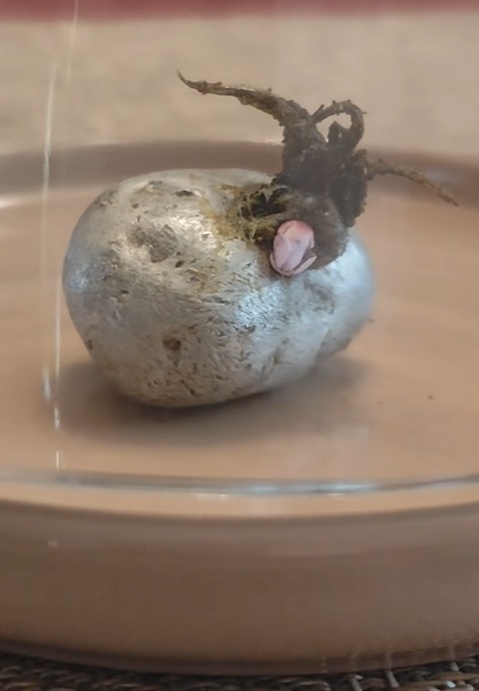 ไวรัลฮือฮา หนวดประหลาดงอกจากหินอุกกาบาต