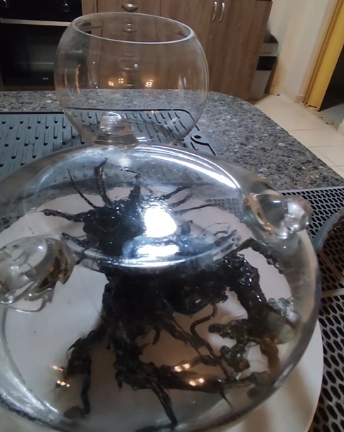 ไวรัลฮือฮา หนวดประหลาดงอกจากหินอุกกาบาต