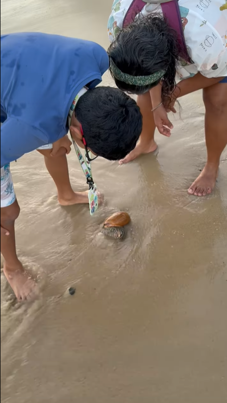 หอยเมโล เมโล