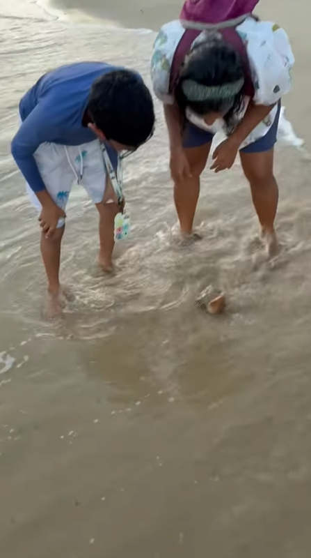 หอยเมโล เมโล