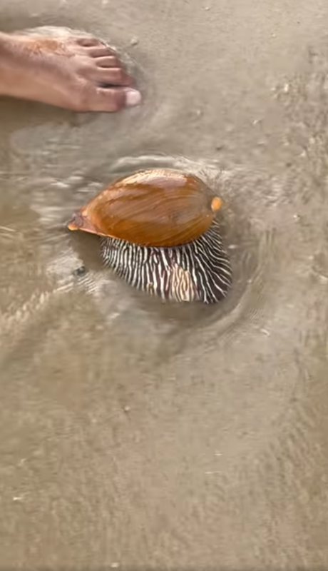 หอยเมโล เมโล