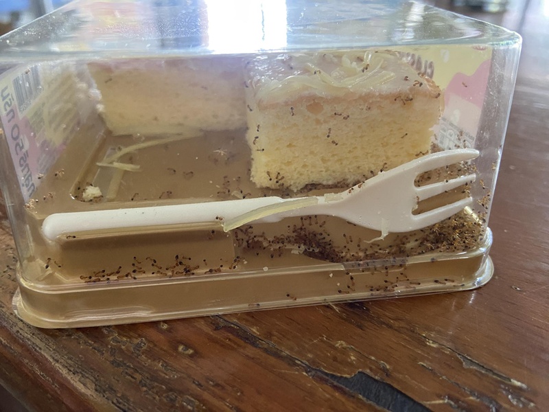 มดตายแล้วฟื้นคืนชีพ หลังเข้าตู้เย็นที่เย็นจัด