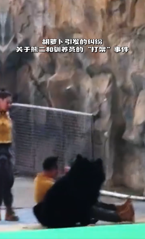 โชว์สัตว์ระทึก หมีจู่โจมผู้ดูแลต่อหน้าคนดู