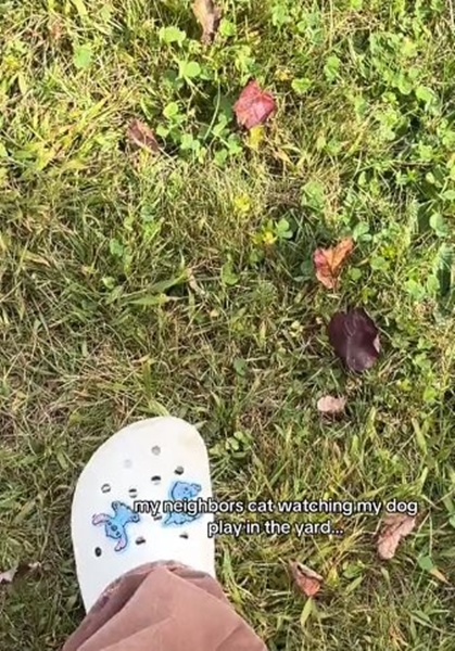  ไวรัล แมวเพื่อนบ้านเกาะประตู