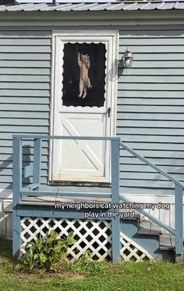  ไวรัล แมวเพื่อนบ้านเกาะประตู