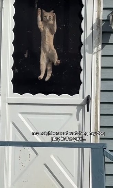  ไวรัล แมวเพื่อนบ้านเกาะประตู