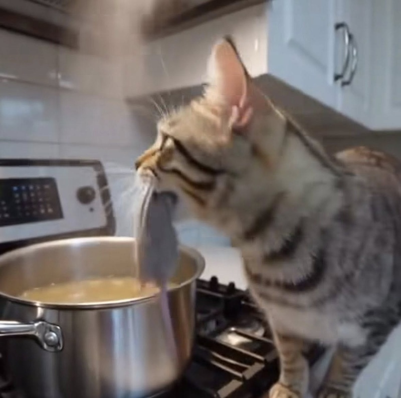 แมวช่วยทำอาหาร