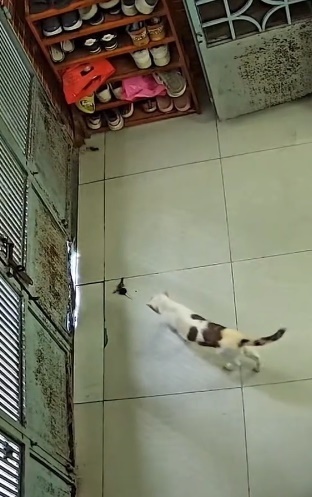 วิธีใช้แมวเก็บกุญแจ