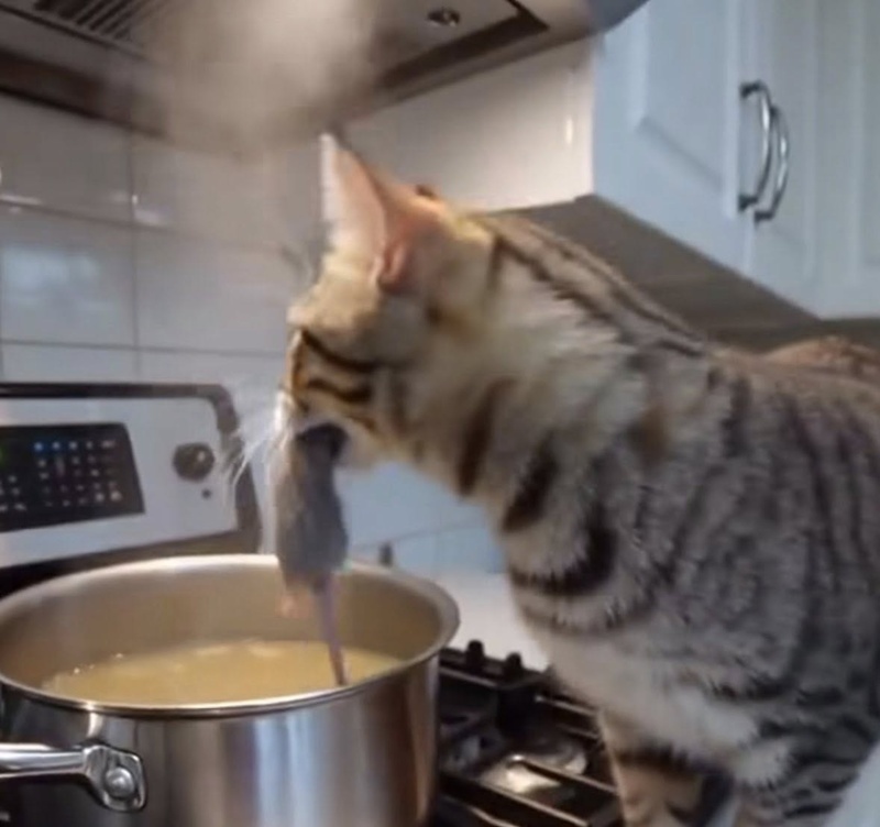 แมวช่วยทำอาหาร