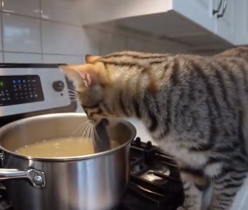 แมวช่วยทำอาหาร