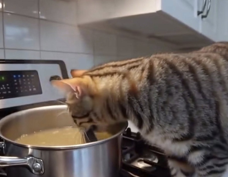 แมวช่วยทำอาหาร