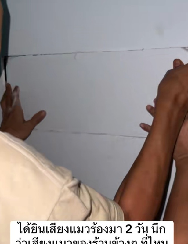 ได้ยินเสียงแมวร้องมาจากร้านข้าง ๆ